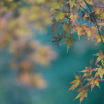 Autumn leaves