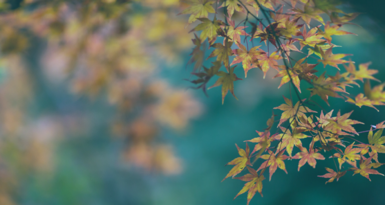 Autumn leaves
